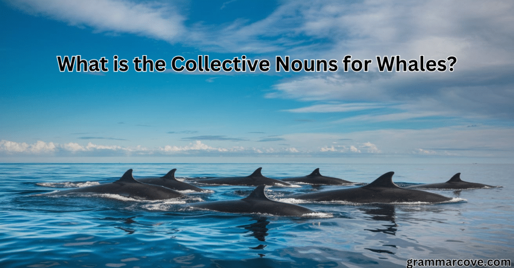 What is the Collective Nouns for Whales