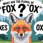 What Are the Plural of 'Fox' and 'OX' Why 'Oxen' and 'Foxes'