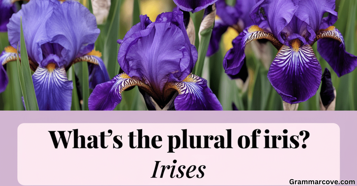 What's the Plural of Iris Explanation with Examples