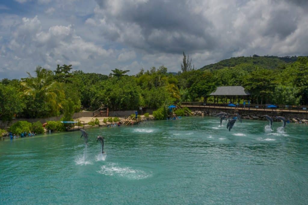 Explore the Wonders of Dolphin Cove Ocho Ríos